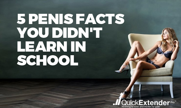 5 Penis Facts You Didn't Learn in School