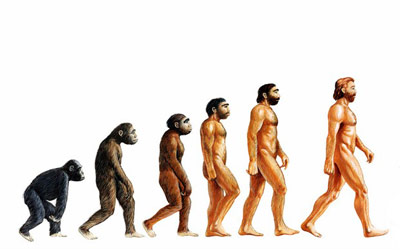 Penis Size and Evolution