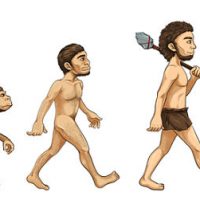 Is the Penis Getting Smaller Through Evolution?